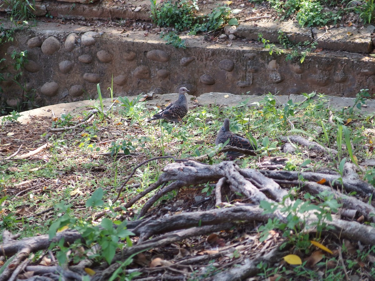 Oriental Turtle-Dove - ML622159221