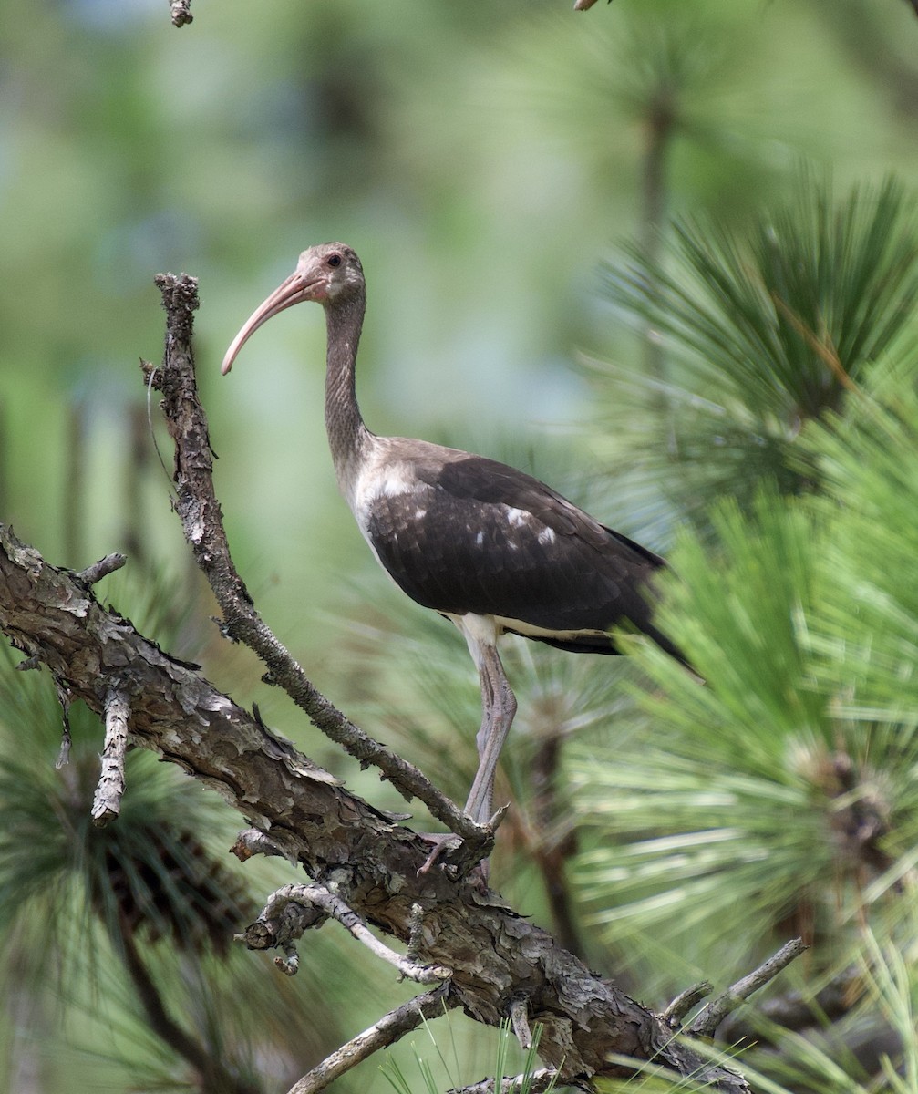 White Ibis - ML622159225