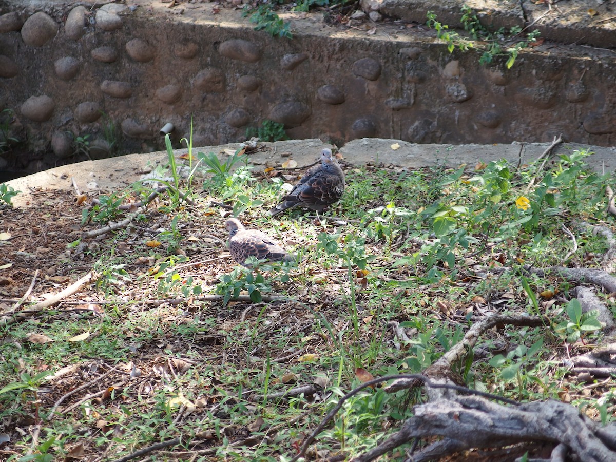 Oriental Turtle-Dove - ML622159226