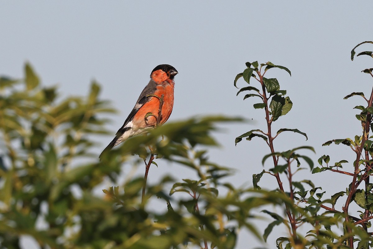 Eurasian Bullfinch - ML622159227