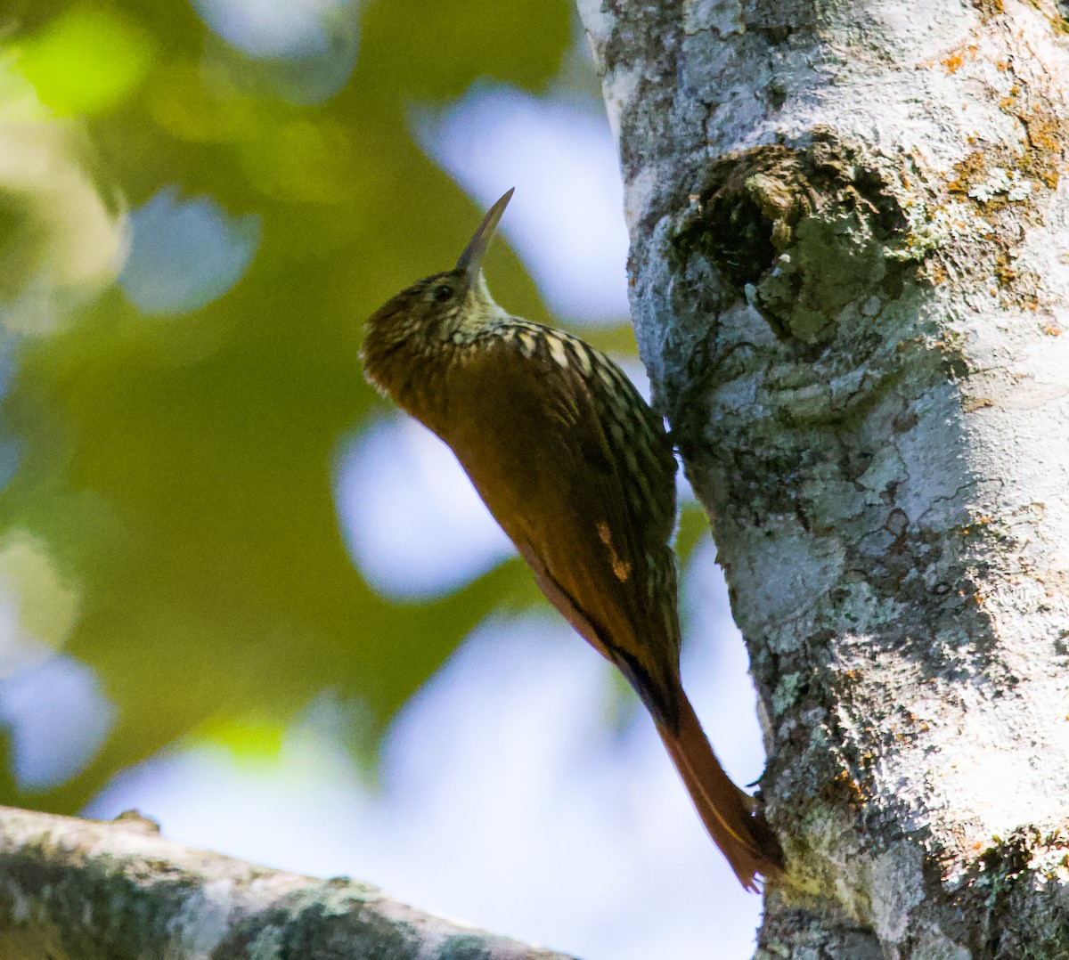 Scaled Woodcreeper - ML622159228