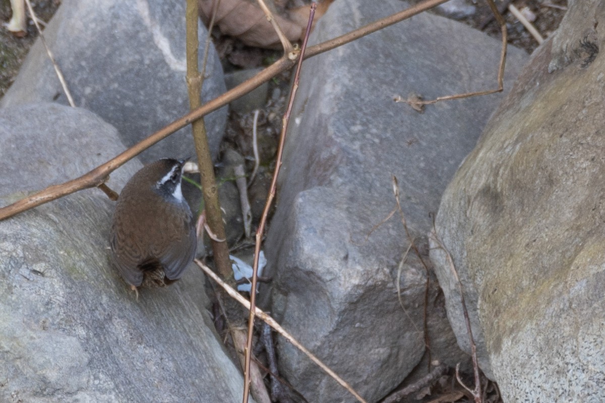 White-browed Tapaculo - ML622159229