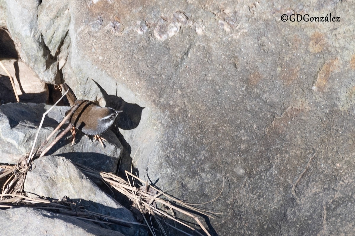 White-browed Tapaculo - ML622159230