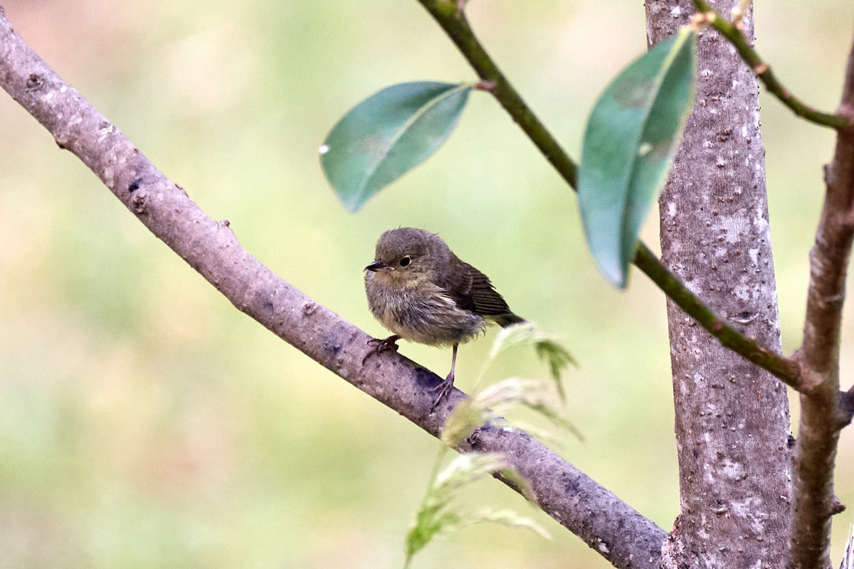 White-sided Flowerpiercer - ML622159232