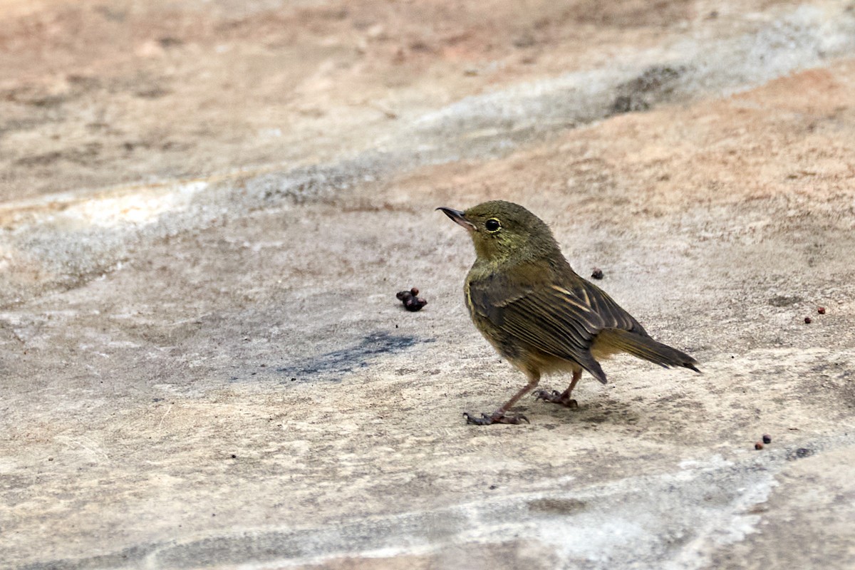 White-sided Flowerpiercer - ML622159233