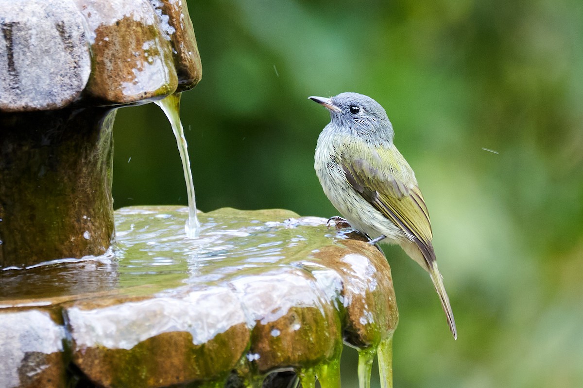 Streak-necked Flycatcher - ML622159240