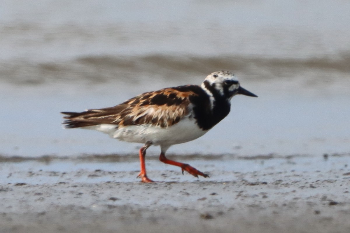 Ruddy Turnstone - ML622159241