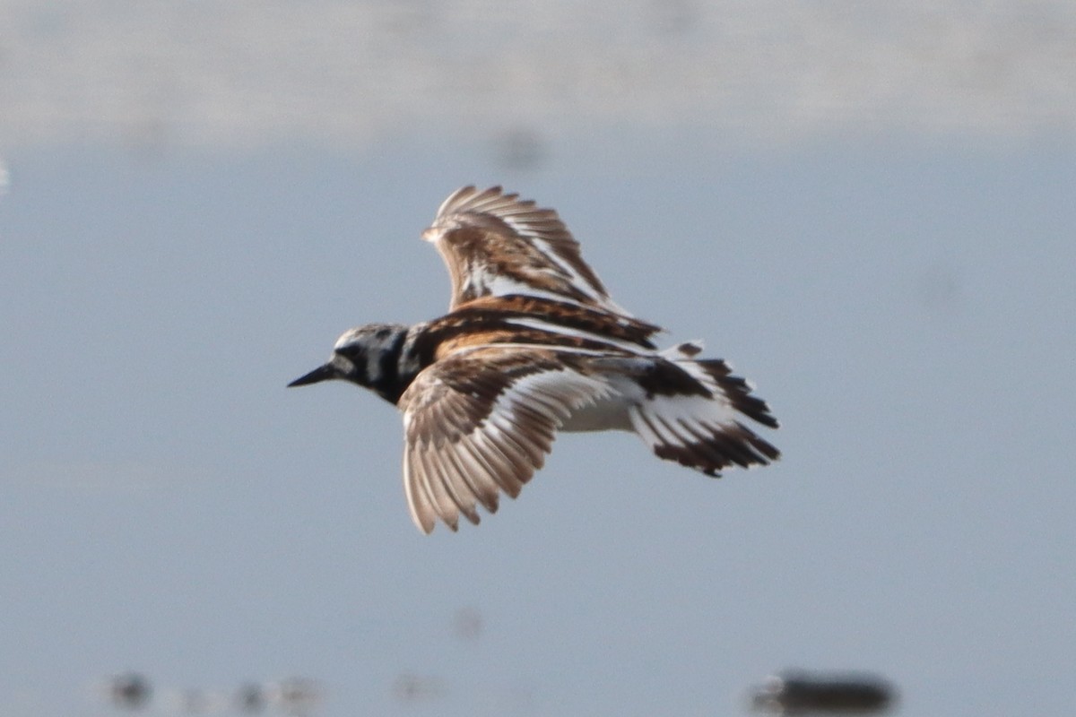 Ruddy Turnstone - ML622159242