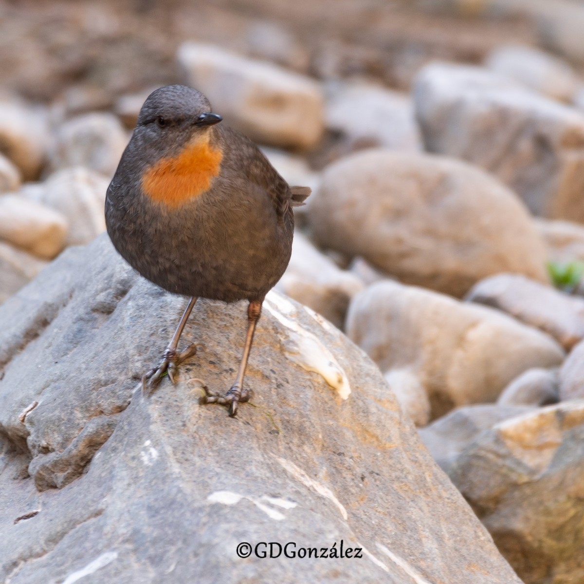 Rufous-throated Dipper - ML622159262