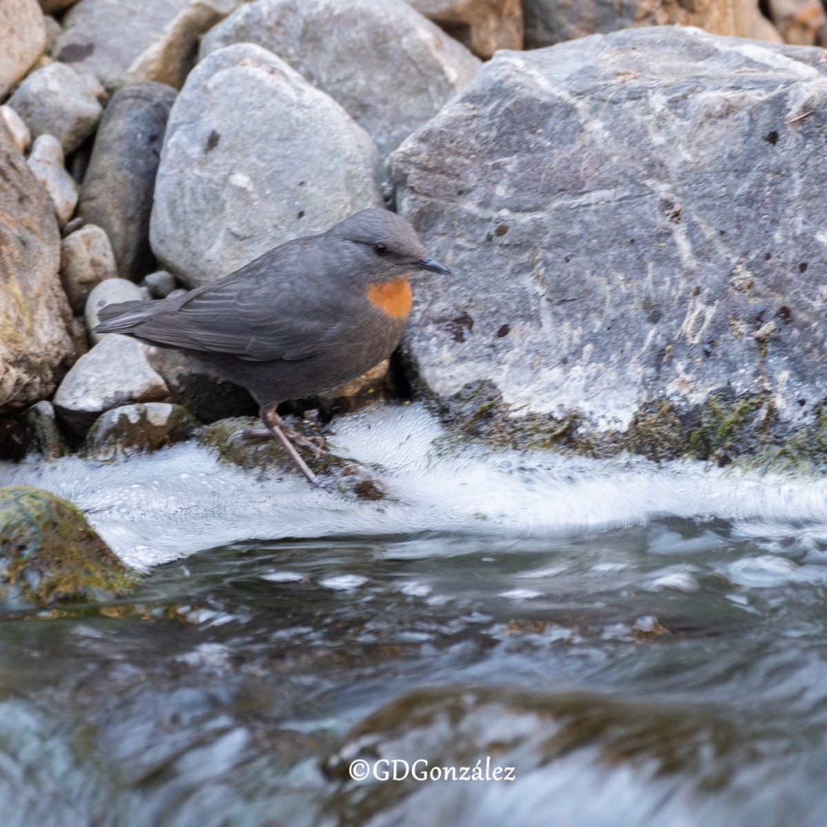 Rufous-throated Dipper - ML622159264