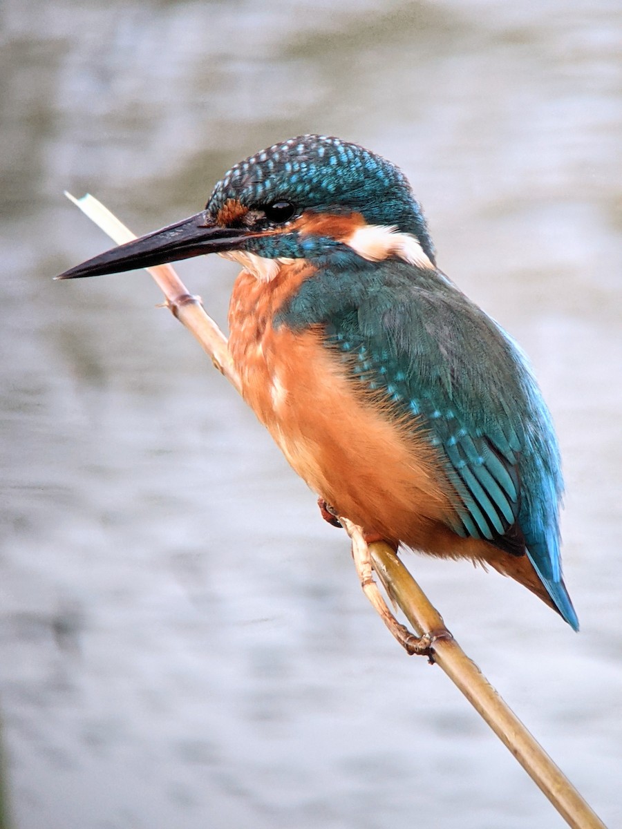 Martin-pêcheur d'Europe - ML622159291