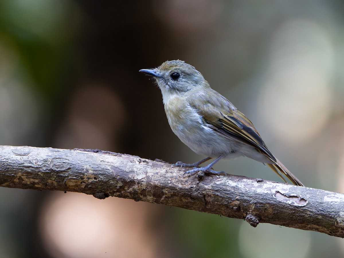 Fulvous-chested Jungle Flycatcher - ML622159302