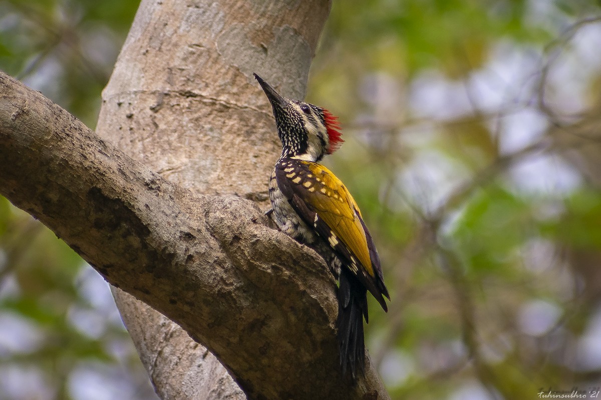 Black-rumped Flameback - ML622159315