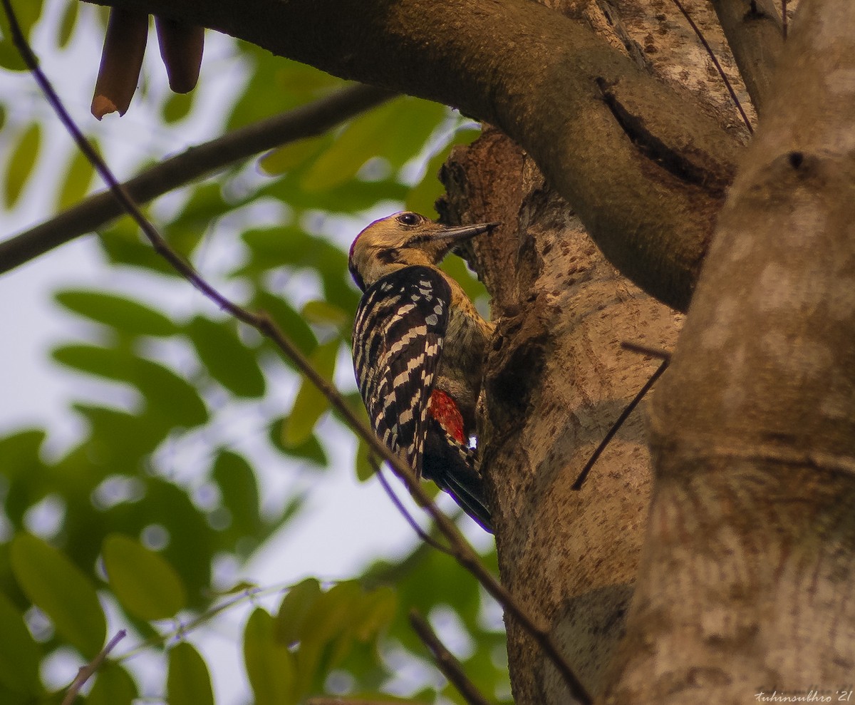 Fulvous-breasted Woodpecker - ML622159318