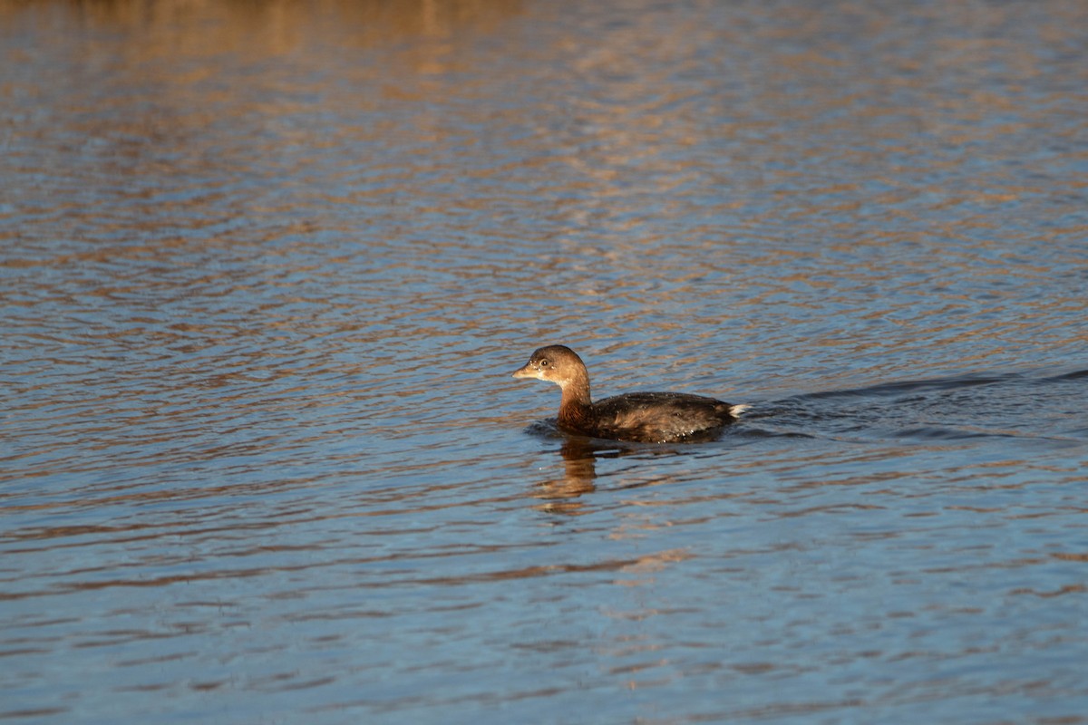 Pied-billed Grebe - ML622159343