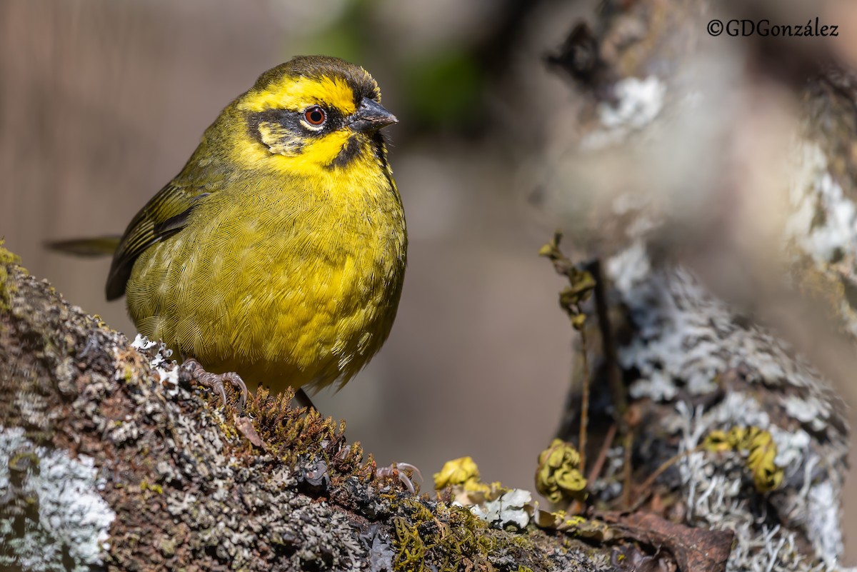 Yellow-striped Brushfinch - ML622159352