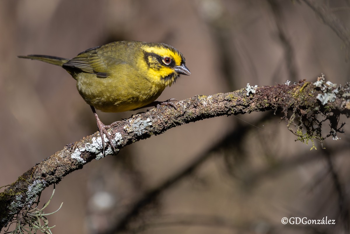 Yellow-striped Brushfinch - ML622159356