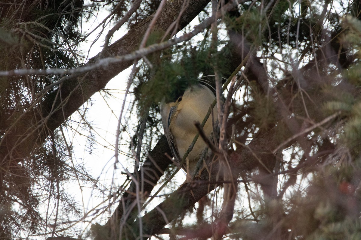 Black-crowned Night Heron - Yoon Lee