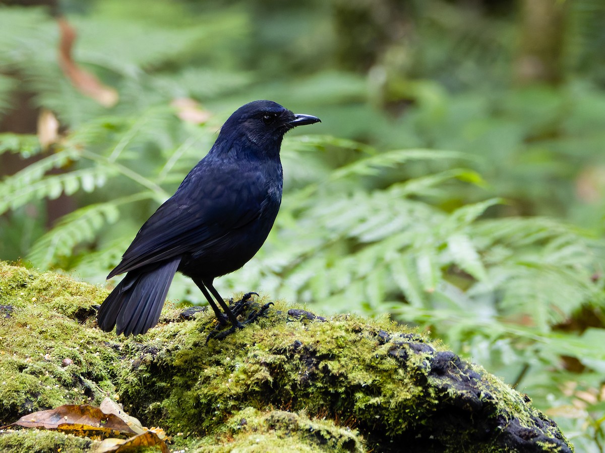 Javan Whistling-Thrush - ML622159377