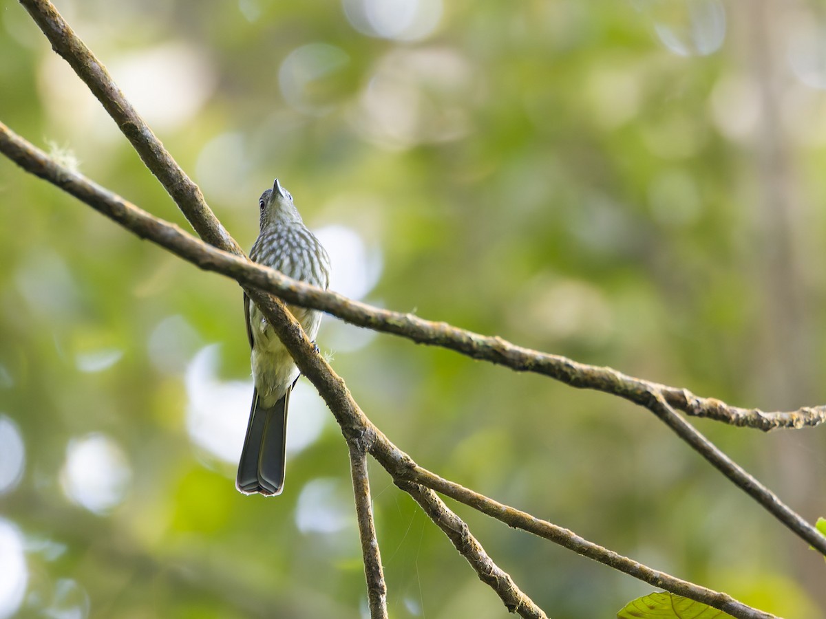 Javan Bulbul - ML622159380