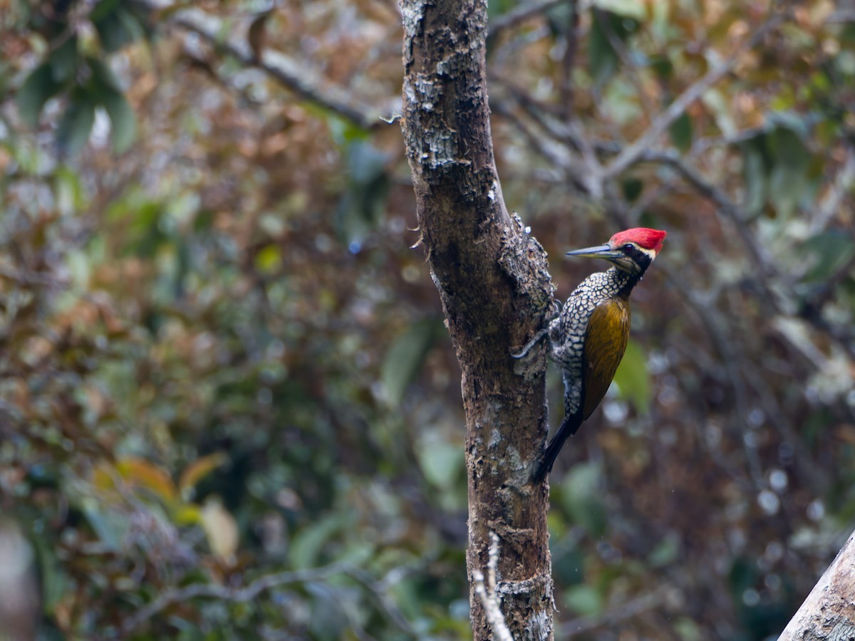 Javan Flameback - ML622159388
