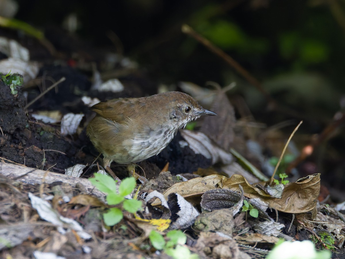 Javan Bush Warbler - ML622159406