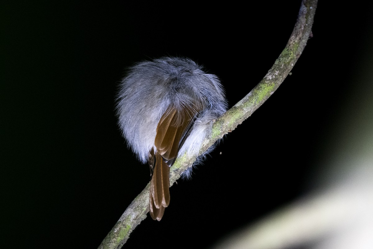 Rufous-winged Philentoma - ML622159420