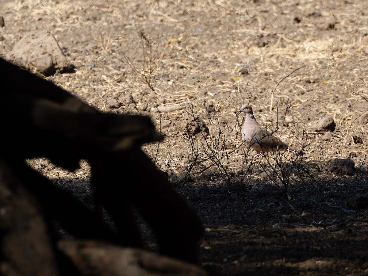 Sunda Collared-Dove - ML622159442