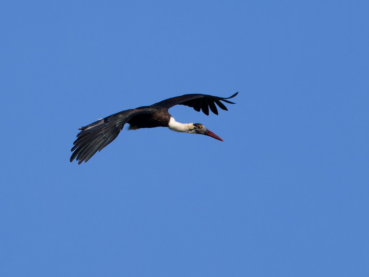Asian Woolly-necked Stork - ML622159443