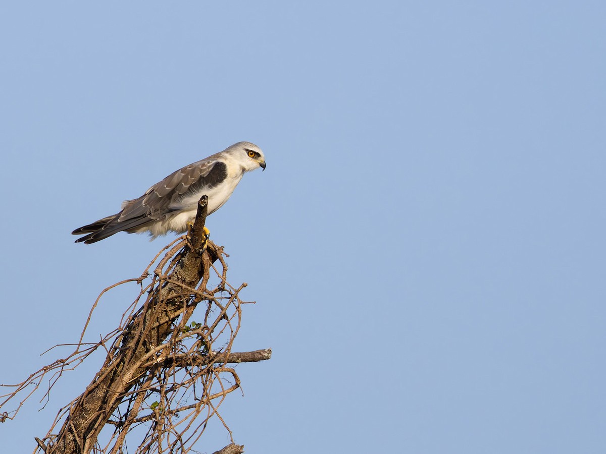 Black-winged Kite - ML622159447