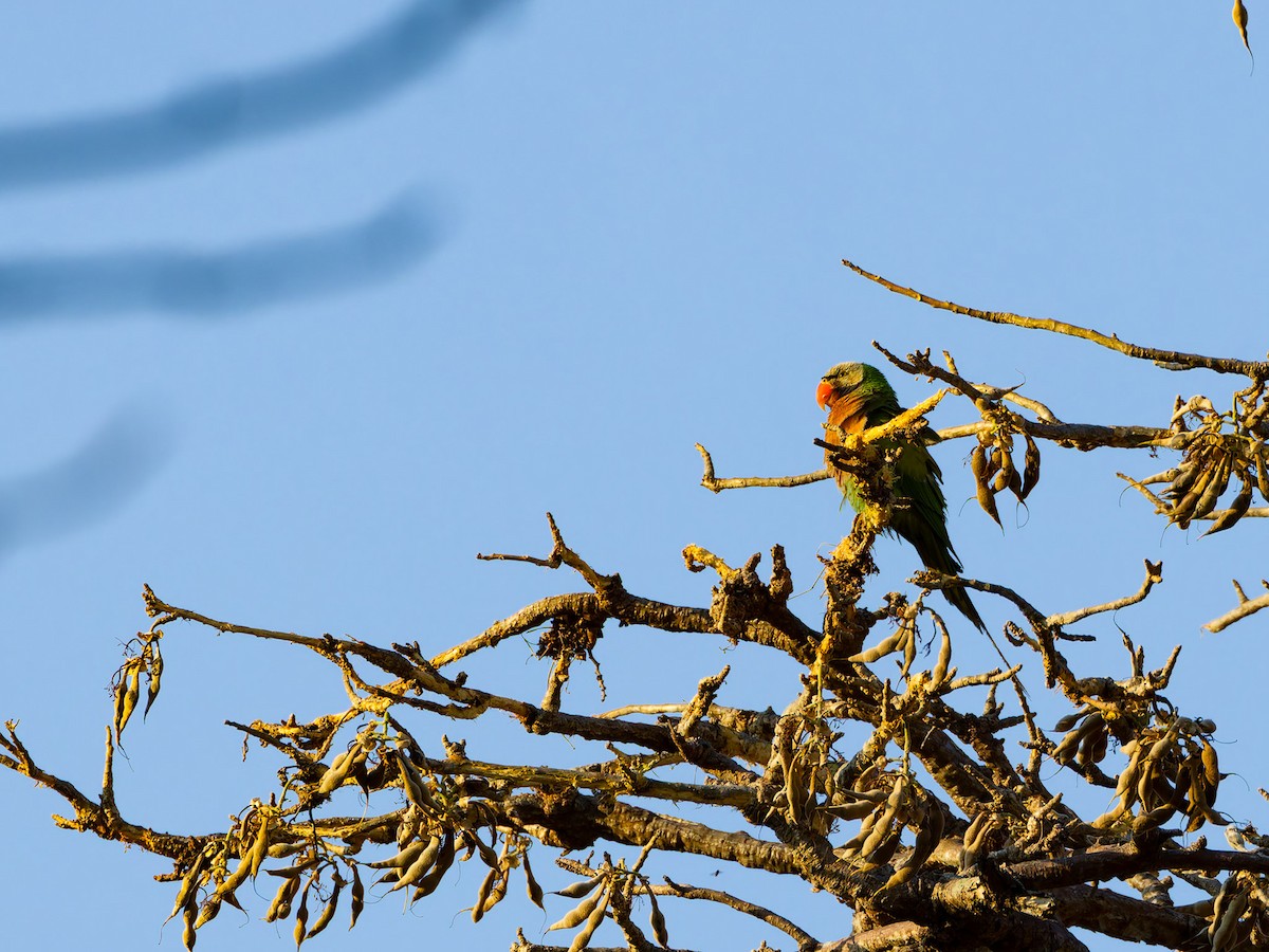 Red-breasted Parakeet - ML622159455