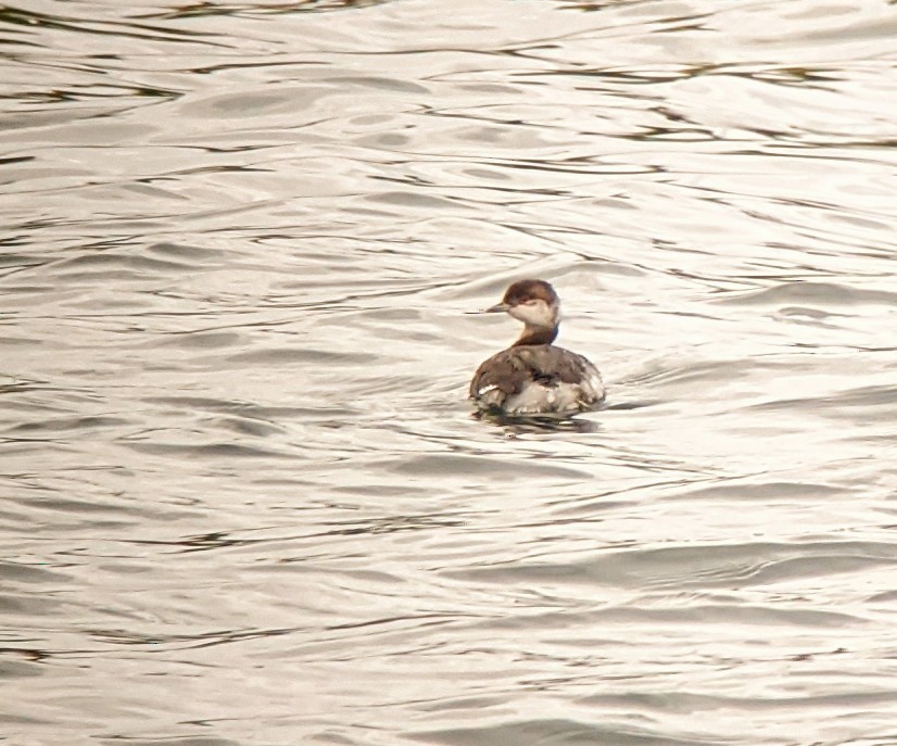 Horned Grebe - Rich Bayldon