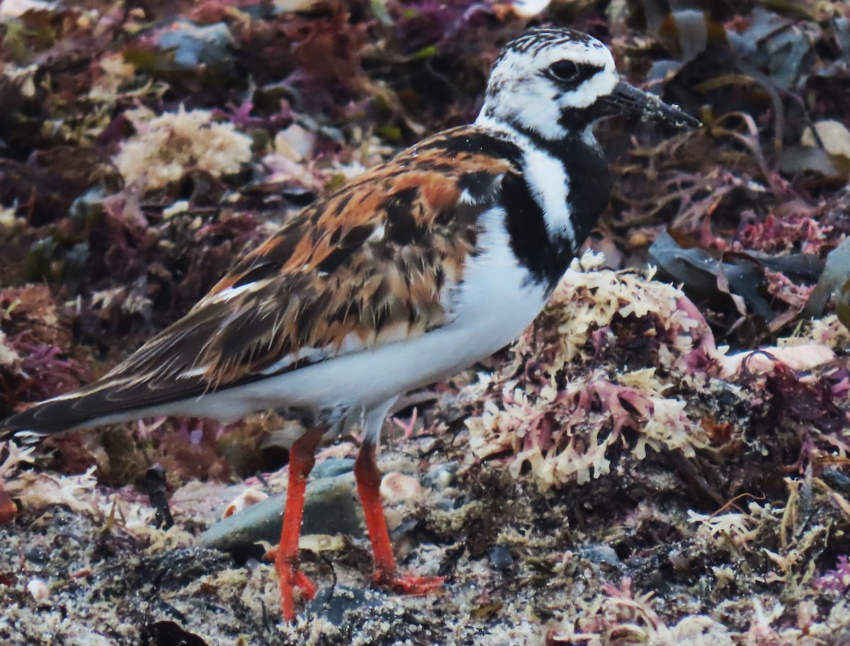 Ruddy Turnstone - ML622159507