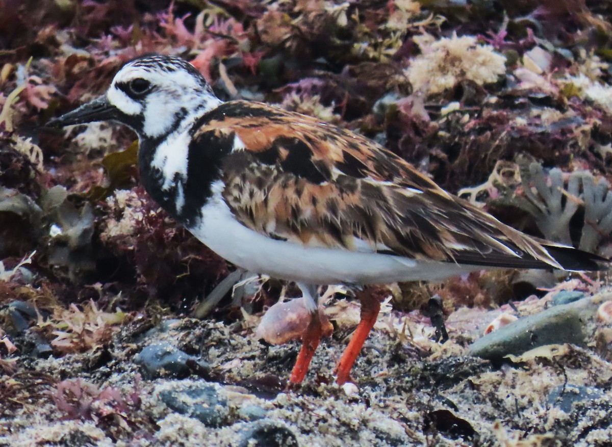 Ruddy Turnstone - ML622159511