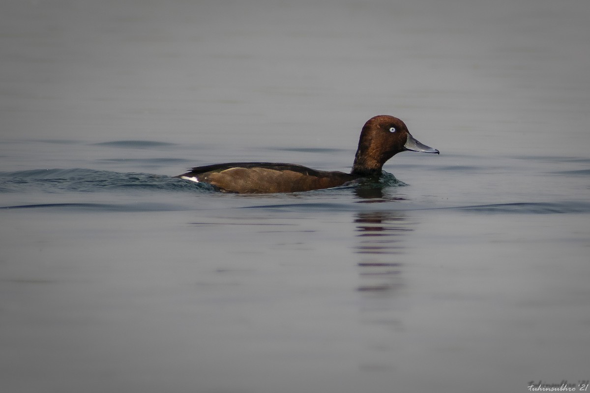 Ferruginous Duck - Tuhin Subhro Gangopadhyay