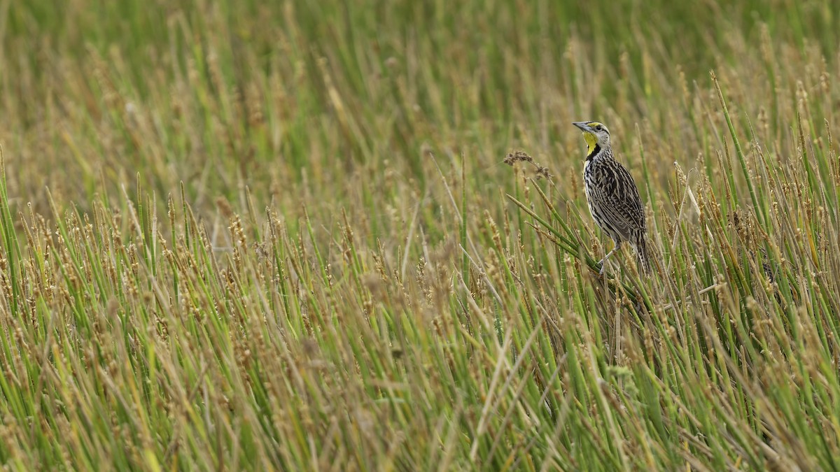 Eastern Meadowlark (Eastern) - ML622159554