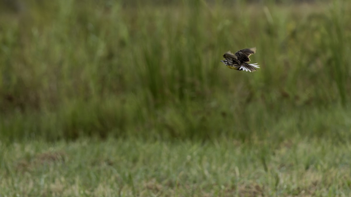 Eastern Meadowlark (Eastern) - ML622159555