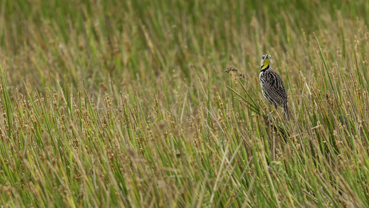 Eastern Meadowlark (Eastern) - ML622159557