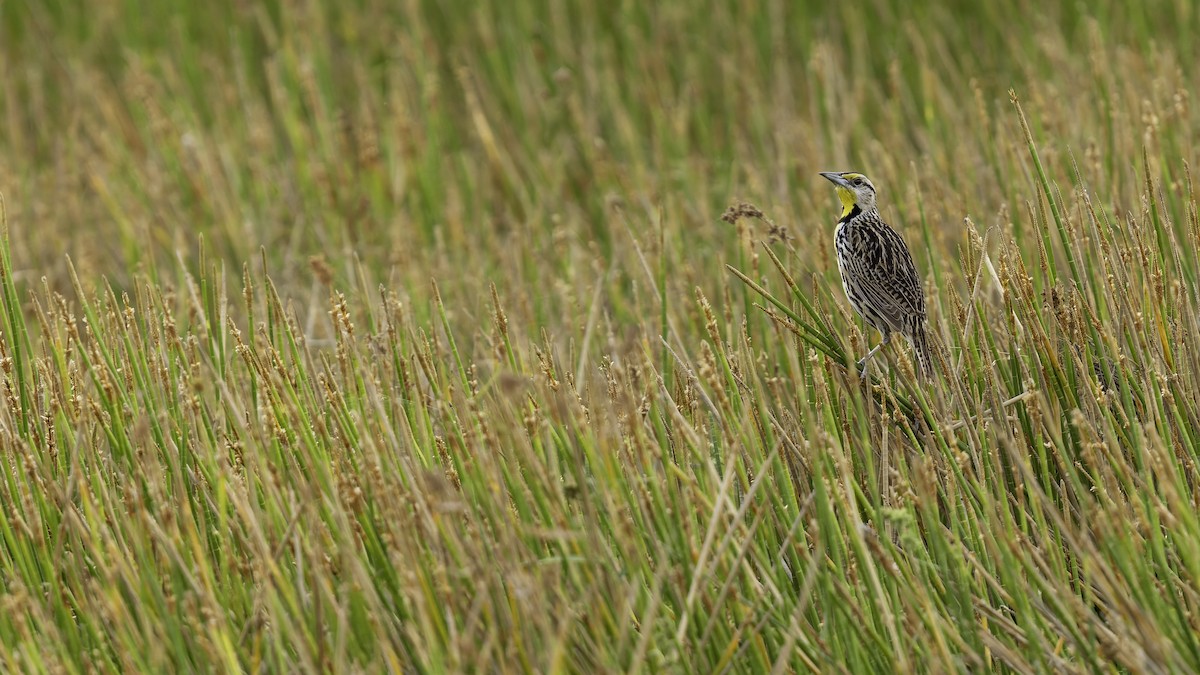 Eastern Meadowlark (Eastern) - ML622159558