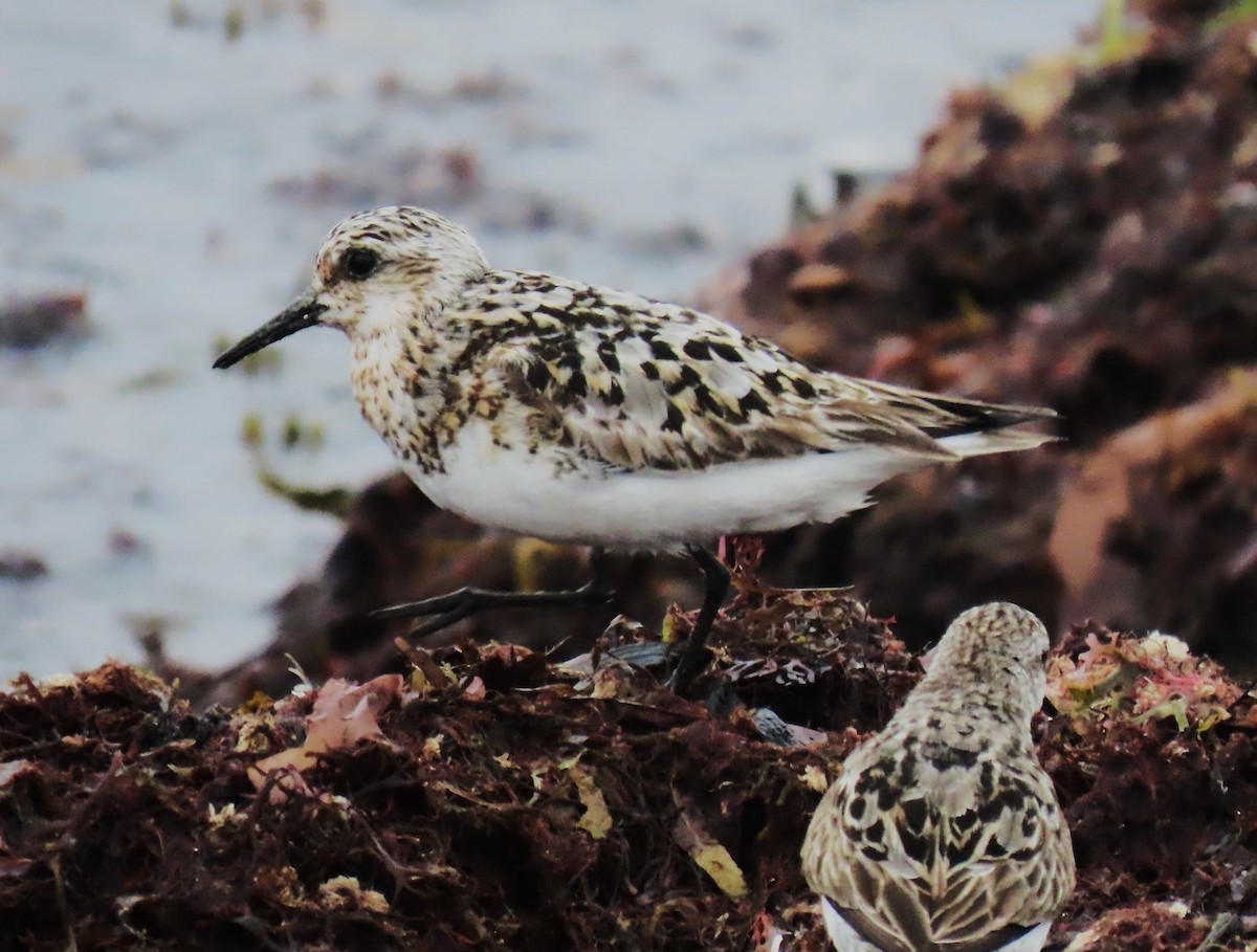 Sanderling - Jim Sweeney