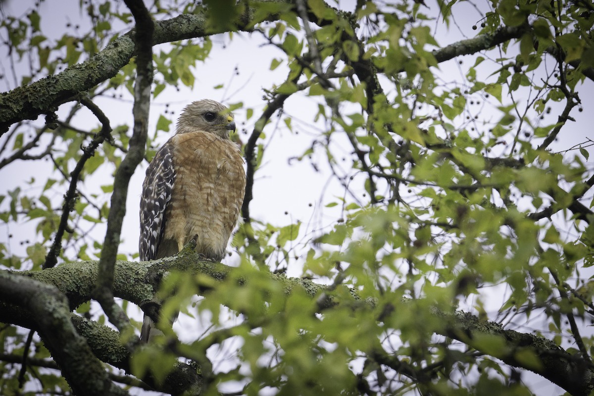 Red-shouldered Hawk - Graham Gerdeman