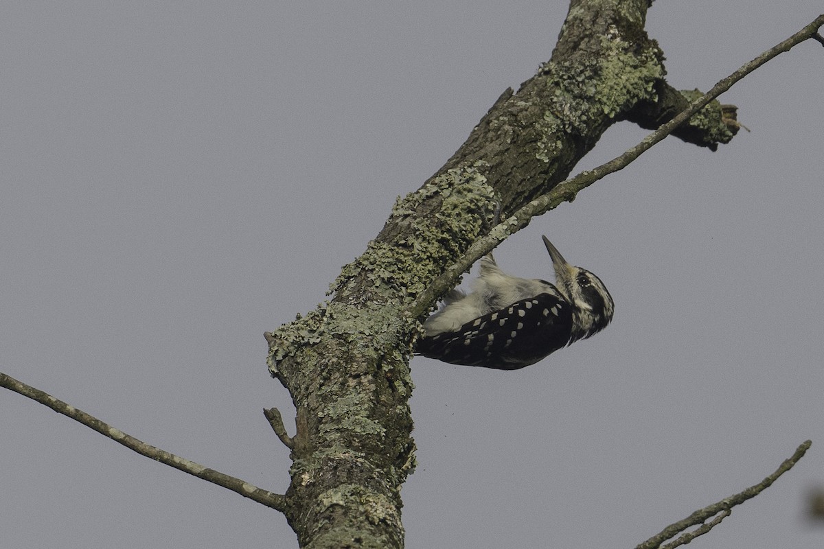 Hairy Woodpecker - ML622159570