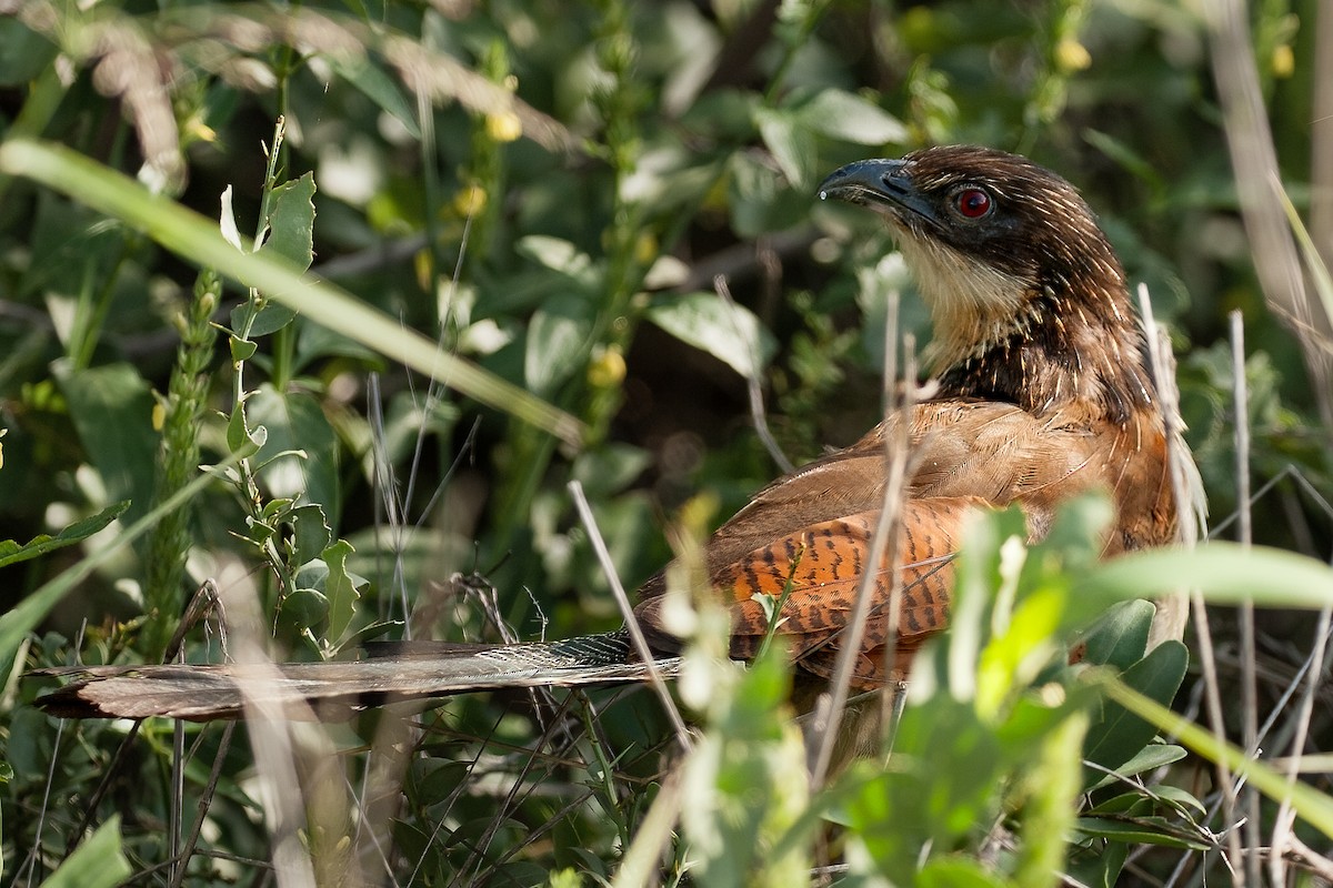 kukačka bělobrvá (ssp. burchellii/fasciipygialis) - ML622159573