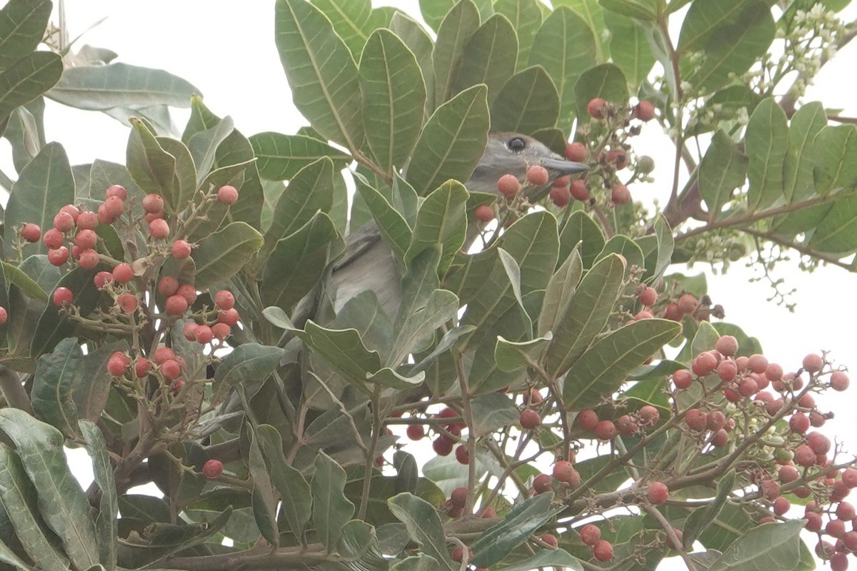 Eurasian Blackcap - Geoff Morgan