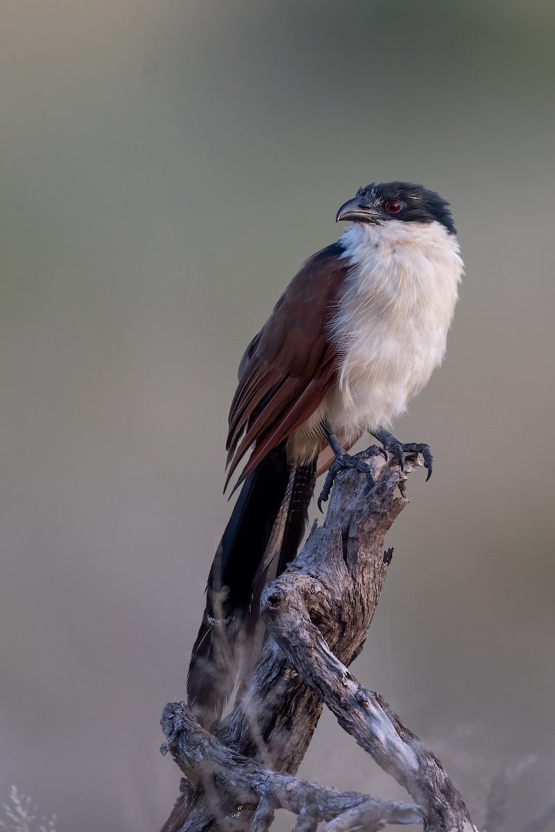 White-browed Coucal (Burchell's) - ML622159625