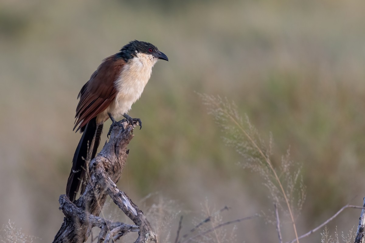 White-browed Coucal (Burchell's) - ML622159626