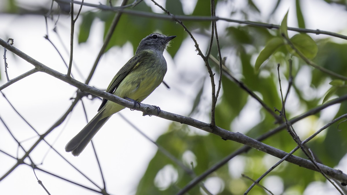 Greenish Elaenia (Greenish) - ML622159662