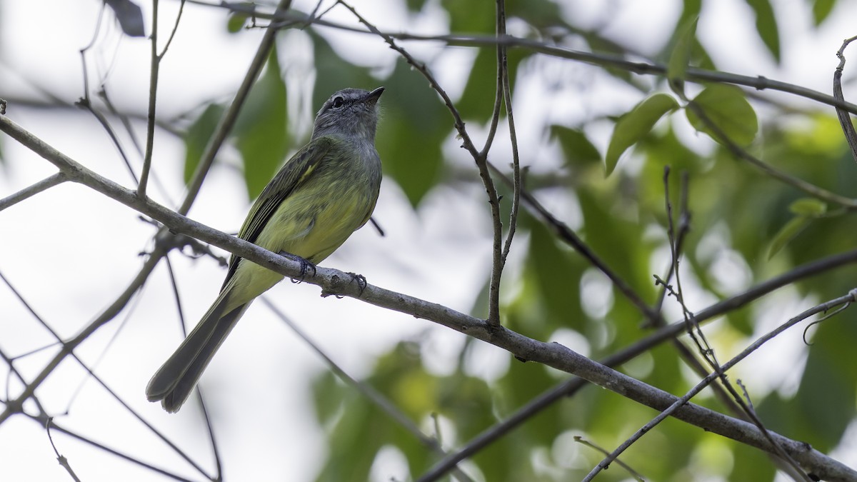 Greenish Elaenia (Greenish) - ML622159664