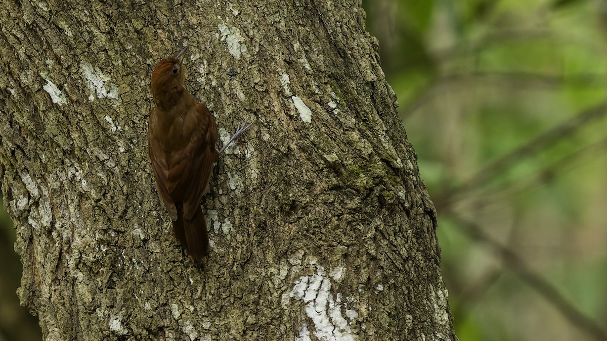 Ruddy Woodcreeper - ML622159703