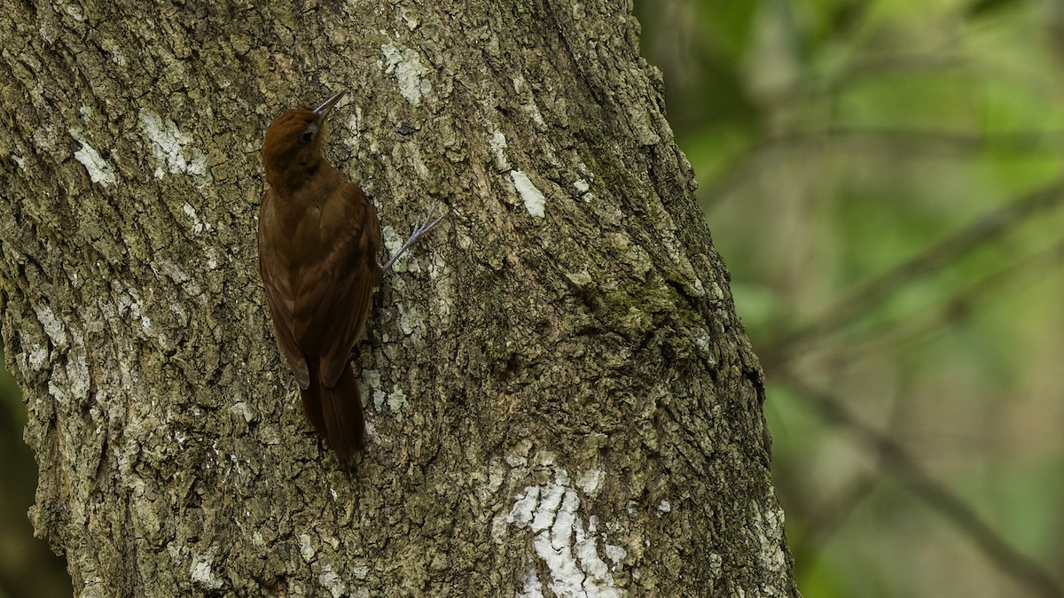 Ruddy Woodcreeper - ML622159707